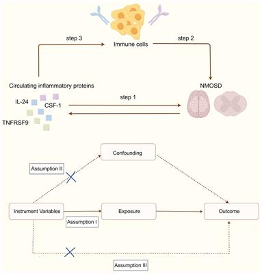 Exploration of the causal associations between circulating inflammatory proteins, immune cells, and neuromyelitis optica spectrum disorder: a bidirectional Mendelian randomization study and mediation analysis